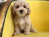 Malti̇poo Ci̇nsi̇ Yavrular Ev Üreti̇mi̇