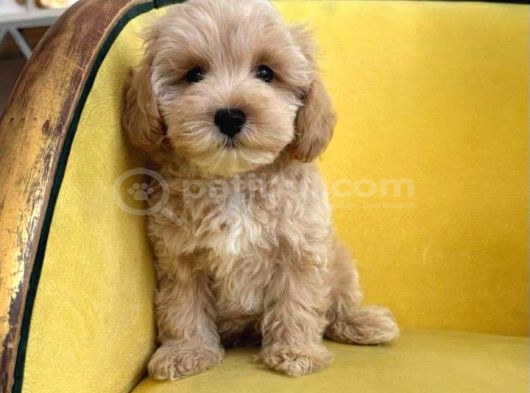 Malti̇poo Ci̇nsi̇ Yavrular Ev Üreti̇mi̇ görsel