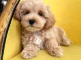 Malti̇poo Ci̇nsi̇ Yavrular Ev Üreti̇mi̇