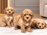 F1 Maltipoo Yavrularimiz Hazir