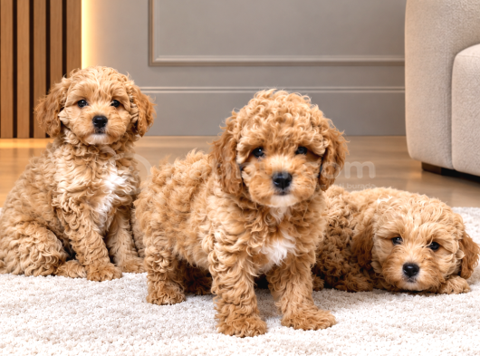 F1 Maltipoo Yavrularimiz Hazir