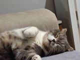 Ücretsiz Sahiplendireceğiz