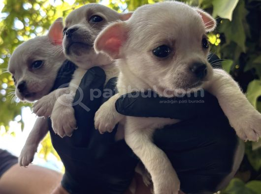 Elma Kafa Harika Chihuahua Yavrularımız görsel
