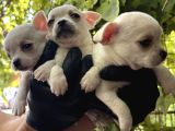 Elma Kafa Harika Chihuahua Yavrularımız