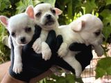 Elma Kafa Harika Chihuahua Yavrularımız
