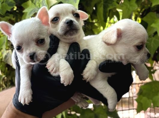 Elma Kafa Harika Chihuahua Yavrularımız