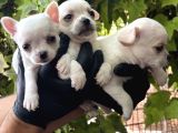 Elma Kafa Harika Chihuahua Yavrularımız