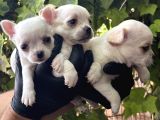 Elma Kafa Harika Chihuahua Yavrularımız