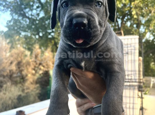 Harika Anatomisi Üst Kalite Cane Corso Yavrular görsel