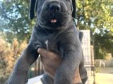 Harika Anatomisi Üst Kalite Cane Corso Yavrular