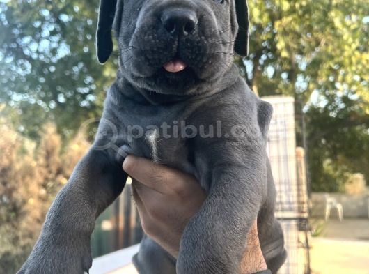 Harika Anatomisi Üst Kalite Cane Corso Yavrular görsel