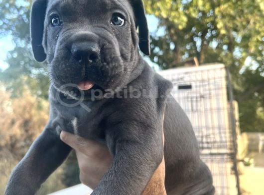 Harika Anatomisi Üst Kalite Cane Corso Yavrular görsel