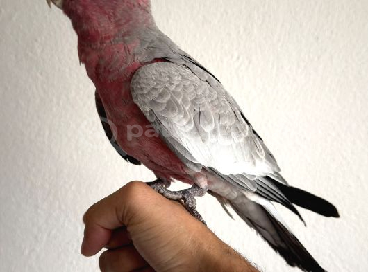 Yavru Ful Evcil Gül Kakadu görsel