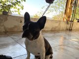 Eğitimli French Buldog Yavrumuz