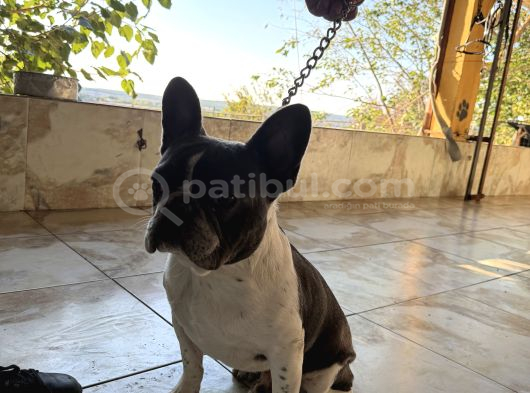 Eğitimli French Buldog Yavrumuz