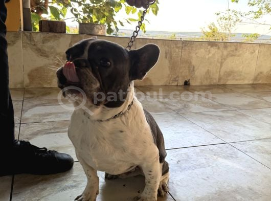 Eğitimli French Buldog Yavrumuz görsel