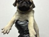 Irk Ve Sağlik Garanti̇li̇ Pug