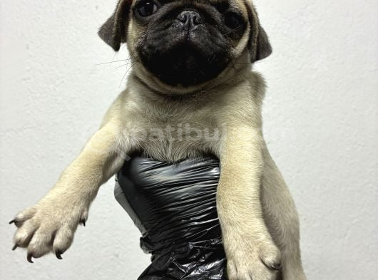 IRK VE SAĞLIK GARANTİLİ PUG