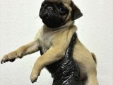 Irk Ve Sağlik Garanti̇li̇ Pug