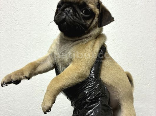 Irk Ve Sağlik Garanti̇li̇ Pug görsel