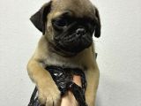 Irk Ve Sağlik Garanti̇li̇ Pug