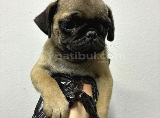 Irk Ve Sağlik Garanti̇li̇ Pug görsel