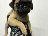 Irk Ve Sağlik Garanti̇li̇ Pug