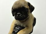 Irk Ve Sağlik Garanti̇li̇ Pug