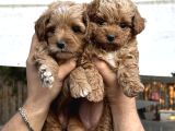 F1 Maltipoo Yavrularimiz Hazir
