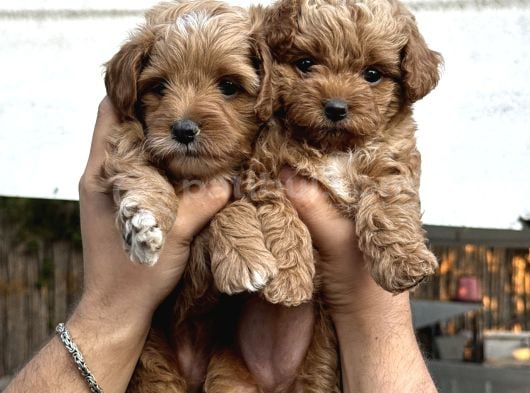 F1 Maltipoo Yavrularimiz Hazir görsel