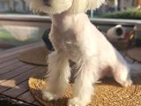 Kar Beyaz Maltese Yavrularimiz