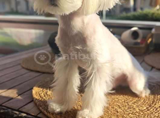 Kar Beyaz Maltese Yavrularimiz görsel
