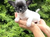 TEACUP ŞİVAVA BEBEKLER