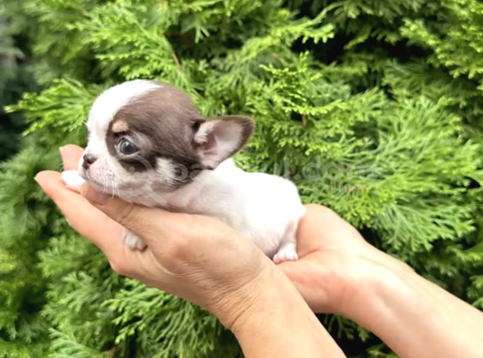 Teacup Şi̇vava Bebekler görsel