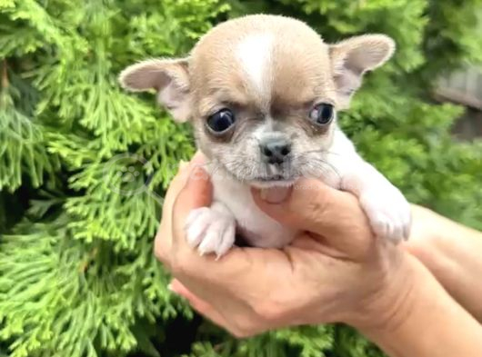 Teacup Şi̇vava Bebekler görsel