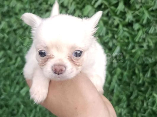 Teacup Şi̇vava Bebekler görsel