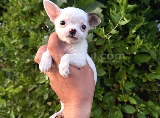Teacup Şi̇vava Bebekler görsel