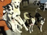 Husky Yavrularimiz Hazir