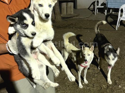 Husky Yavrularimiz Hazir görsel