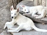 Husky Yavrularimiz Hazir