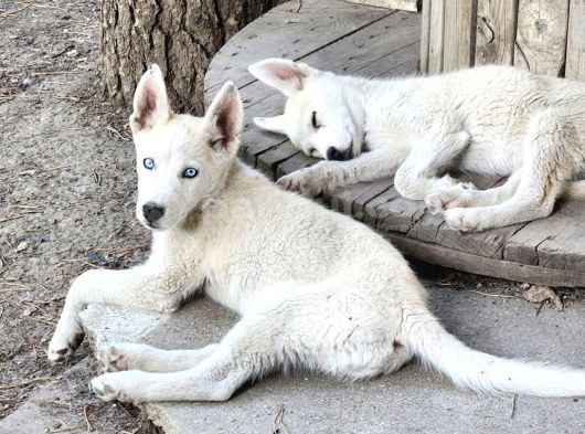 Husky Yavrularimiz Hazir görsel