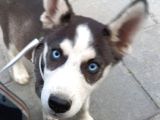 Husky Yavrularimiz Hazir