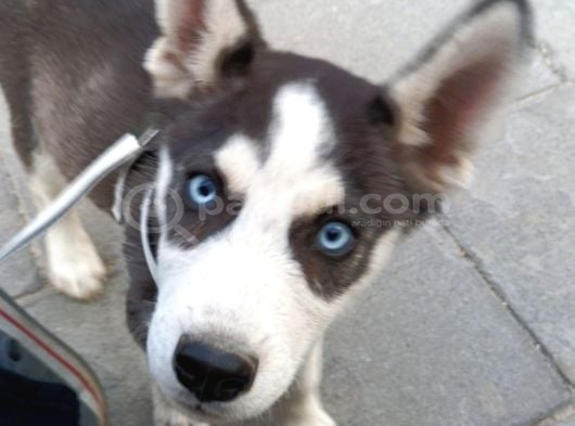 Husky Yavrularimiz Hazir görsel