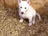 Husky Yavrularimiz Hazir