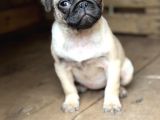 Her Renk Pug Mops Yavru Mevcut