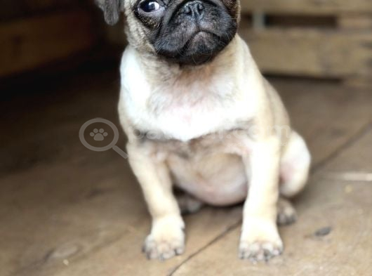 Her Renk Pug Mops Yavru Mevcut görsel