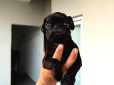 Her Renk Pug Mops Yavru Mevcut