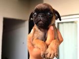 Her Renk Pug Mops Yavru Mevcut