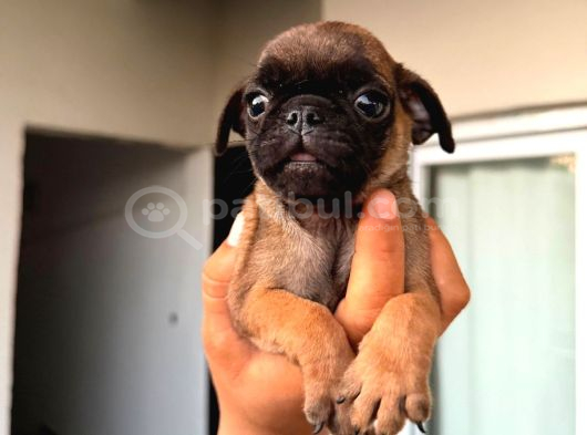 Her Renk Pug Mops Yavru Mevcut görsel
