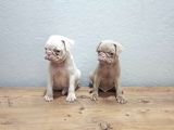 Her Renk Pug Mops Yavru Mevcut